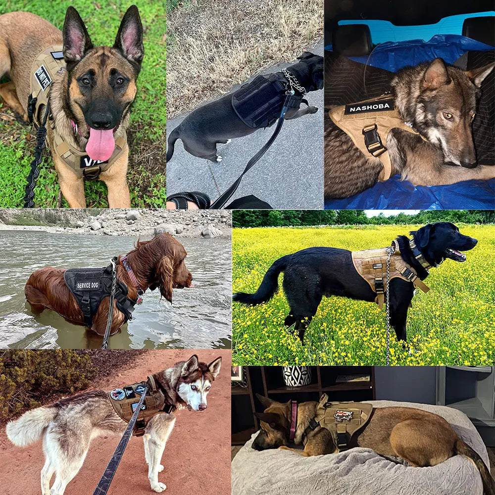 Explorer Harness & Leash Set